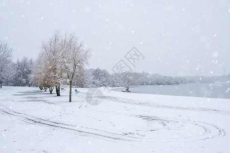 冬天公园的白色大树 白雪风景图片