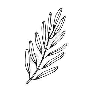 橄榄树枝 橄榄果和橄榄叶 手画图解转换成矢量 掌画绘画食物墨水烹饪农业叶子水果蔬菜植物收成图片
