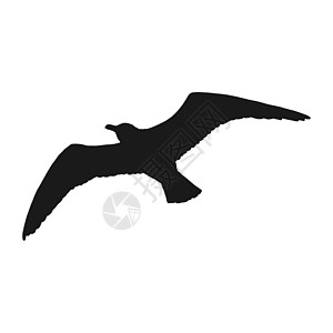 飞行海鸥的轮廓 手画图解转换成矢量生活黑色海洋羽毛动物荒野白色标签翅膀生态图片