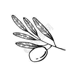 橄榄树枝 橄榄果和橄榄叶 手画图解转换成矢量 掌画墨水食物市场蔬菜绘画标签插图铅笔植物手绘图片