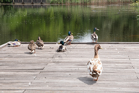 森林池塘附近的木制平台上躺着各种野鸭子伙伴海岸鸟类公园反射翅膀小鸭子游泳水禽休息图片