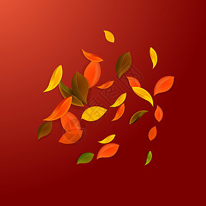 秋天落叶 红 黄 绿 棕C飞行叶子墙纸销售生态卡片树叶生物花斑植物背景图片