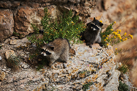 野生浣熊 南河三有趣的小浣熊在岩石上生活和玩耍 野生动物美国毛皮动物捕食者环境视频土匪眼睛孩子荒野哺乳动物图片
