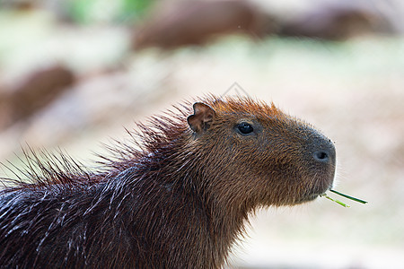 农场里可爱的卡皮巴拉正在吃草动物园褐色野生动物大老鼠小动物水豚生物老鼠热带荒野图片