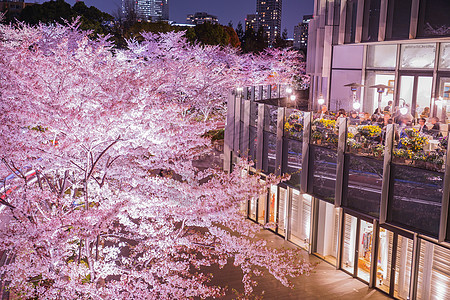 东京市中心的樱花花全开建筑港区晴天花瓣城市景观照明摩天大楼男人樱花图片