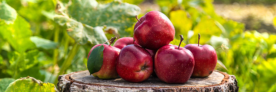 花园里的苹果收获 有选择的焦点季节篮子乡村桌子生长水果盒子食物收成植物图片