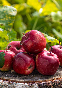 花园里的苹果收获 有选择的焦点季节食物横幅农业果园收成饮食盒子乡村水果图片