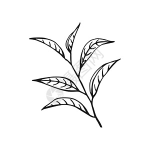 绿茶叶 花枝有机手工绘制的矢量图生长艺术插图种植园植物群树枝草图绿茶草本植物食物图片