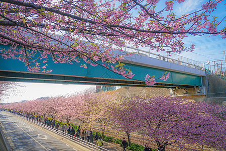 Miura海岸上的Kawazu 樱树村京急线植物粉色花瓣大树樱花蓝天图片
