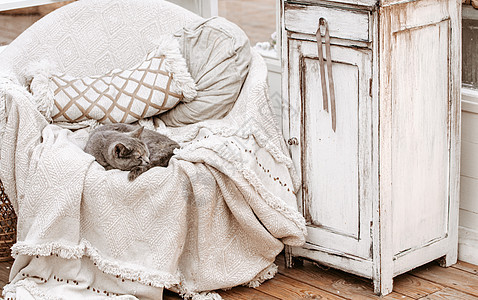 破旧的长椅古董内饰上的猫装饰毯子动物纺织品风格白色国家房间织物沙发图片