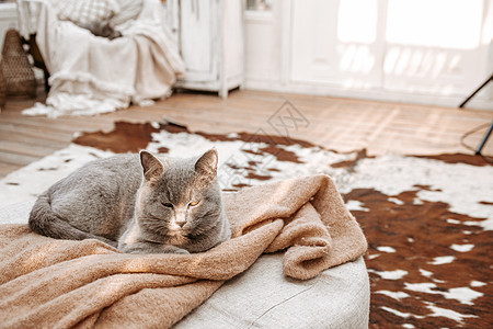 地毯上猫白色破旧的古董内饰中的猫背景