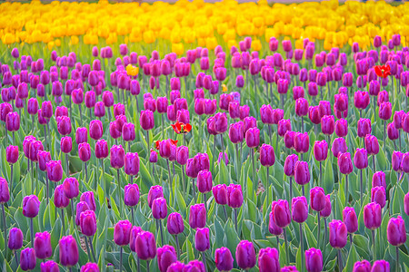 荷兰安斯特丹州多彩的春天 郁金香田盛开植物紫色花瓣花束摄影色彩季节温室晴天公共公园图片