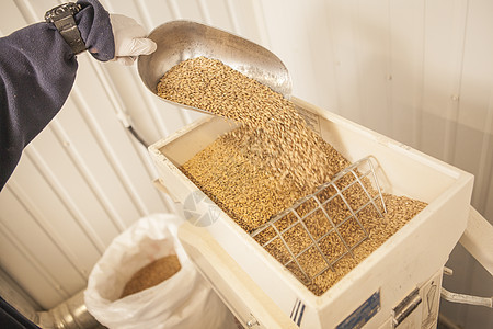 布鲁尔将大麦种子倒进他酿酒厂的磨粉厂草稿麦芽小麦男性商业啤酒饮料工艺劳动生意图片