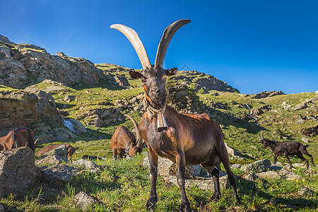 Ibex 野生动物和山地动物区系 意大利大帕拉迪索阿尔卑斯山 意大利保护区地标阳光动物学牧羊人摄影晴天国家寂寞荒野图片