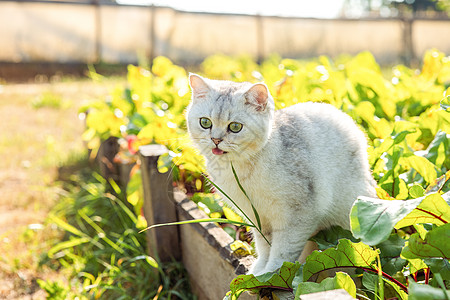 坐在花园里坐着的白白色纯种小猫 躺在有绿叶子的床上 伸出舌头图片