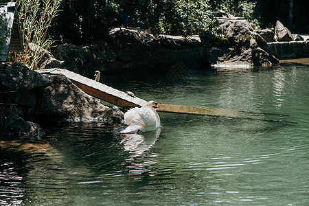 阳光明媚的白天天鹅在蓝湖水上 天鹅在池塘上 自然系列野生动物波纹翅膀镜子蓝色羽毛脖子游泳反射场景图片