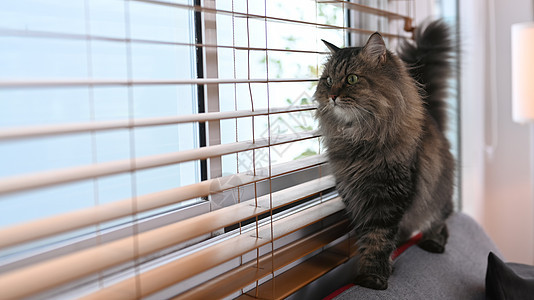 一只可爱的家猫站在窗帘附近的沙发上 家庭生活动物概念图片
