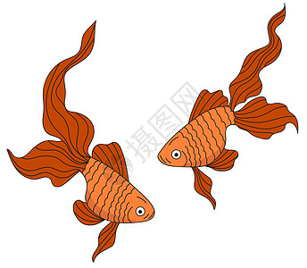 金鱼图例 海居民鱼图标 白底两条橙色鱼等图片