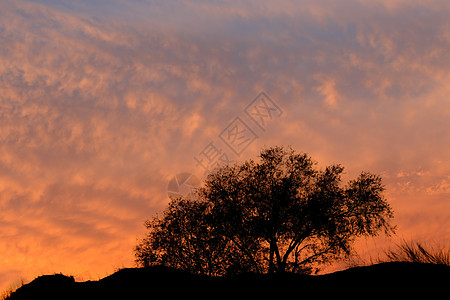 日落 树上长着光柱     卡拉哈里沙漠图片