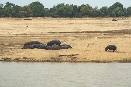 令人惊异的景象 一群河马躺在非洲河沙岸上动物冒险公园哺乳动物蓝色危险动物群游泳两栖动物国家图片