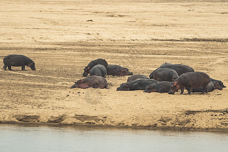 令人惊异的景象 一群河马躺在非洲河沙岸上旅行荒野两栖动物哺乳动物危险动物群动物野生动物蓝色国家图片