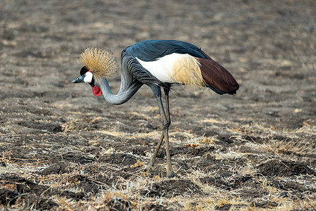 在非洲河沙岸上 紧贴了一只奇妙的灰色高冠起重机公园情调野生动物蓝色翅膀鸟类男性国家荒野眼睛图片
