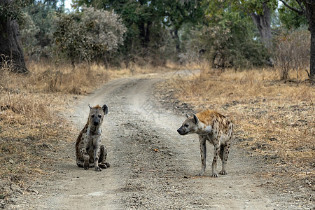 在热带草原上 发现土狼的绝佳特首动物荒野环境婴儿公园捕食者道夫国王领导者野生动物图片