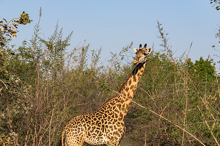 在灌木丛中吃一头巨大的长颈鹿脖子反刍动物动物喇叭衬套公园耳朵旅行眼睛哺乳动物图片