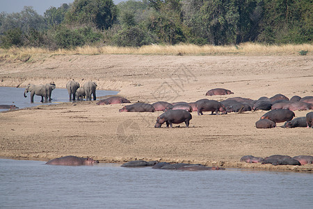 非洲河流沙岸上一群河马和大象的令人惊叹的景象图片
