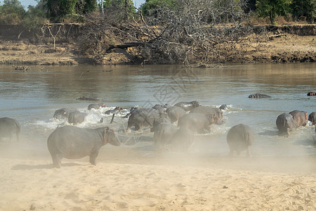 令人惊异的景象 一群巨大的河马 跑进非洲河流的水中动物游泳国家两栖动物冒险荒野野生动物蓝色公园旅行图片