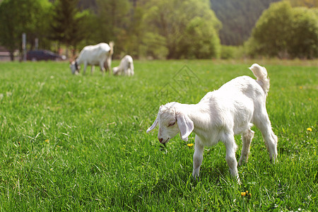 澳洲山羊你们这些白人山羊小孩在春草地上放牧 吃着一些绿叶背景