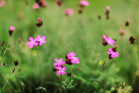 浅景深 焦点只有几朵花 粉色野生康乃馨 在绿色草地上开花 抽象春天背景背景图片