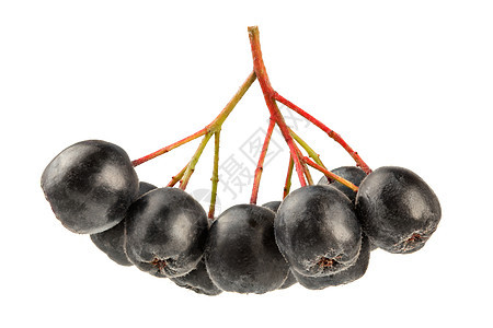 阿罗尼亚Chookeberry果实 有根茎 白底孤立生物衬套荒野食物叶子团体药品植物枝条苦莓图片