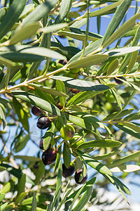 橄榄枝上成熟的橄榄 在橄榄园中的树枝上紫色收获生长栽培橄榄林收成食物生食农业植物图片