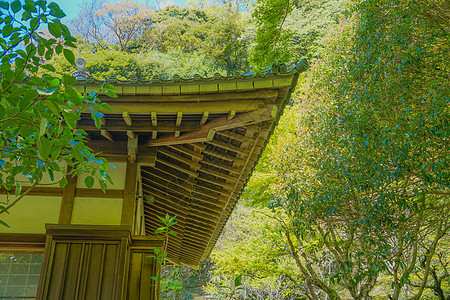 喀马库拉和爱德苏吉新绿枕仓木头建筑蓝天绿色寺庙房屋树木旅游景点图片