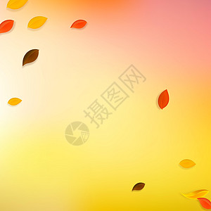 秋天落叶 红 黄 绿 棕C树叶销售植物群植物学校叶子快乐角落生物飞行图片
