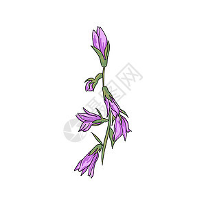 紫色白花矢量说明 手画植物艺术图片