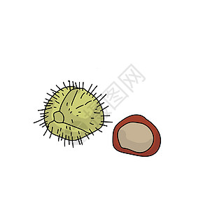 切栗果壳和无壳 褐坚果和绿刺壳图片