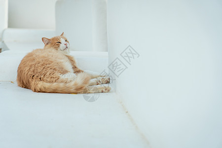 黑和橙猫躺在白长椅上小猫毛皮眼睛休息哺乳动物猫科动物橙子太阳猫咪图片