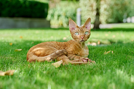 红德文雷克斯猫 躺在绿草上马具猫科短发眼睛毛皮哺乳动物小猫后院花园公园图片