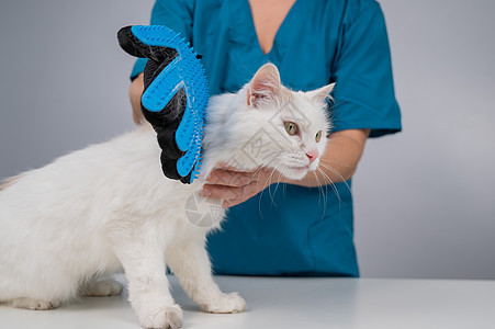 兽医用特别手套挑出一只白色的毛绒猫爪子胡须理发头发梳理感情划痕马夫哺乳动物塑料图片