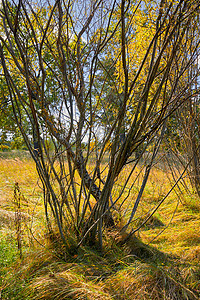 沼泽河附近的灌木森林沼泽旅游荒野天空植被苔藓树木农村溪流图片