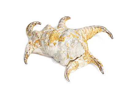 的图像 白色背景上的 海底动物 贝壳贝类装饰风格宏观生活野生动物工作室收藏海滩螺旋图片