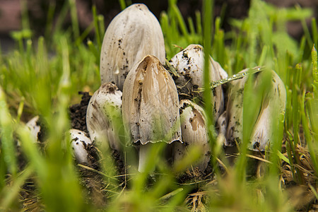 草地里的黑西尼蘑菇宏观毒菌绿色菌类森林苔藓食物白色棕色植物图片