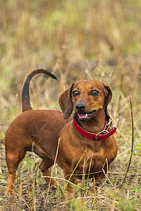 野外狗达克松德宠物猎犬犬类红色朋友白色背脊棕色哺乳动物小狗图片