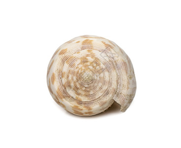 的图像 俗称镶嵌圆锥 是海蜗牛的一种 是 Conidae 科的一种海洋腹足类软体动物 海底动物 贝壳海鲜热带纪念品圆锥花水族馆异图片