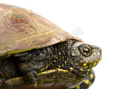 欧洲池塘乌龟Emys或双眼动物环境爬行动物盔甲沼泽两栖荒野动物群水龟爬虫生活图片
