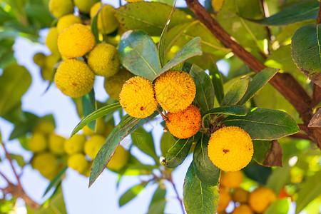 在果园的树枝上成熟的黄刺阿布图斯水果农场生长环境食物荒野树叶热带植物橙子叶子图片