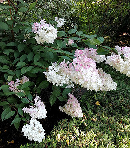 花园中白平原的花朵丛植物绣球科园林衬套圆锥花序园艺花头花瓣花序绿化图片