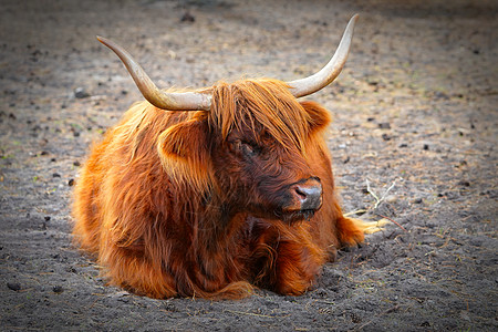 山上高原牛 长毛或头发的长毛牛 黄姜色苏格兰高地牛动物牧场家畜草地荒野农村农业场地哺乳动物农场图片